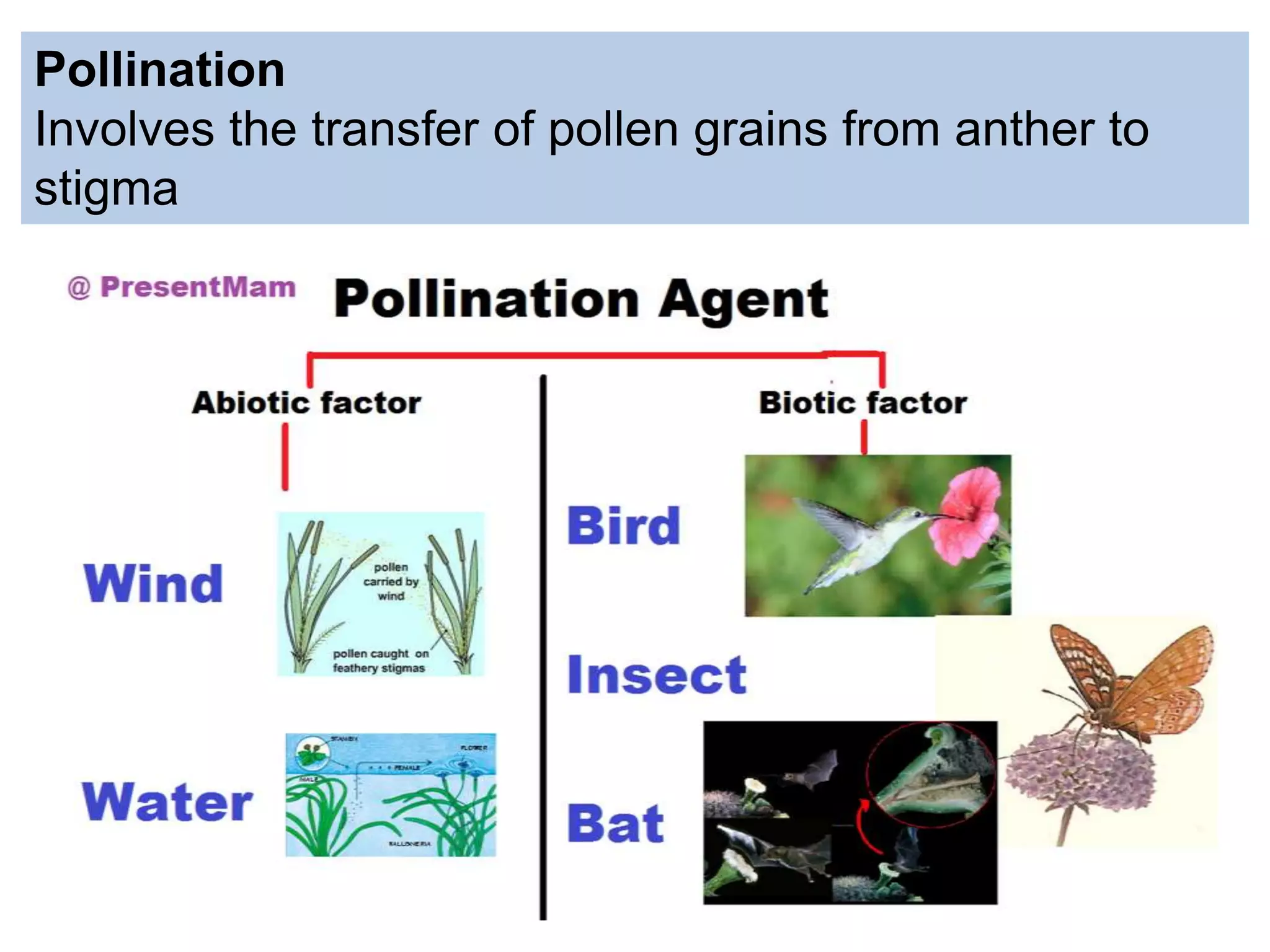 Pollination
Involves the transfer of pollen grains from anther to
stigma
 
