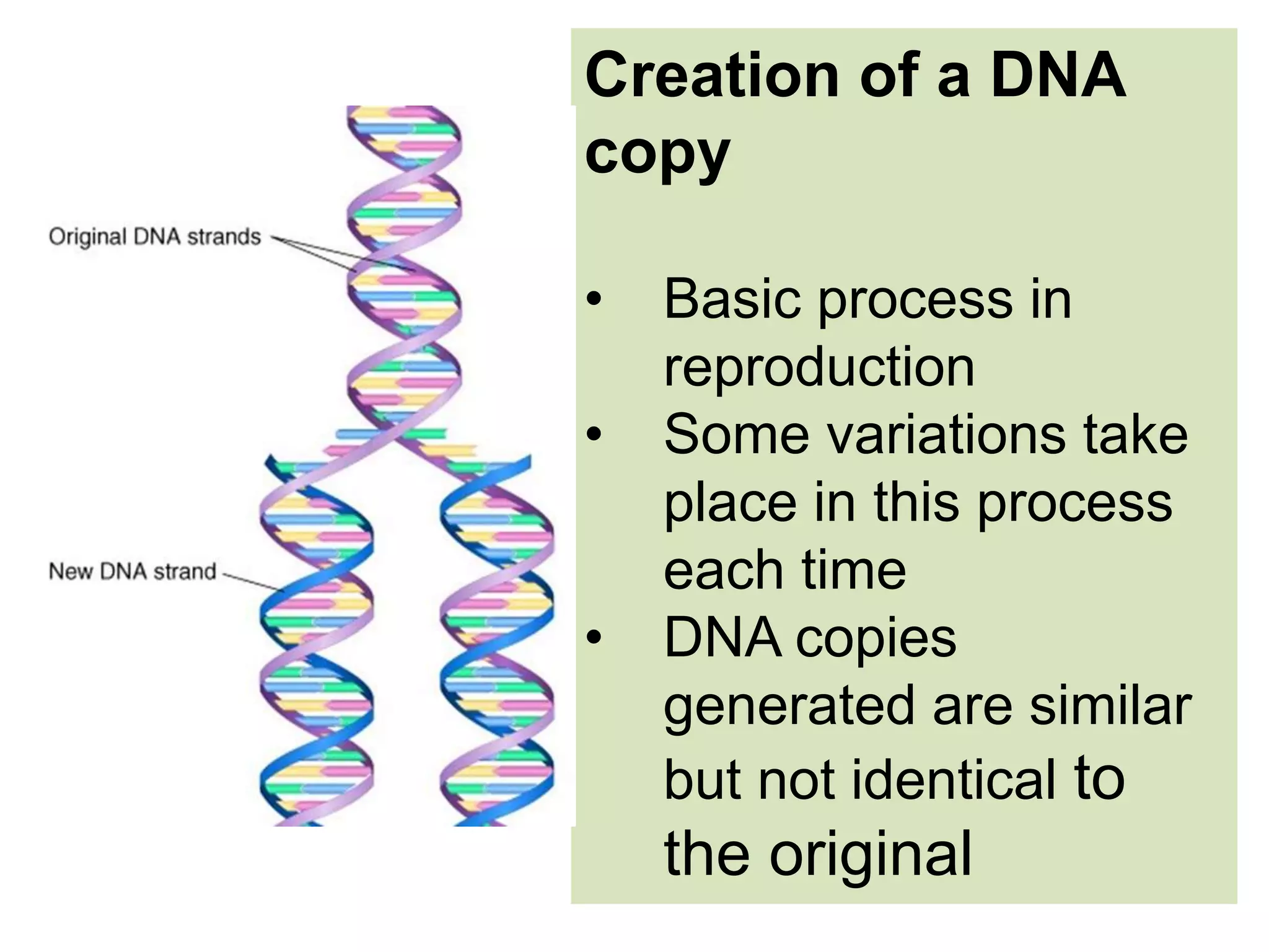 Creation of a DNA
copy
• Basic process in
reproduction
• Some variations take
place in this process
each time
• DNA copies
generated are similar
but not identical to
the original
 