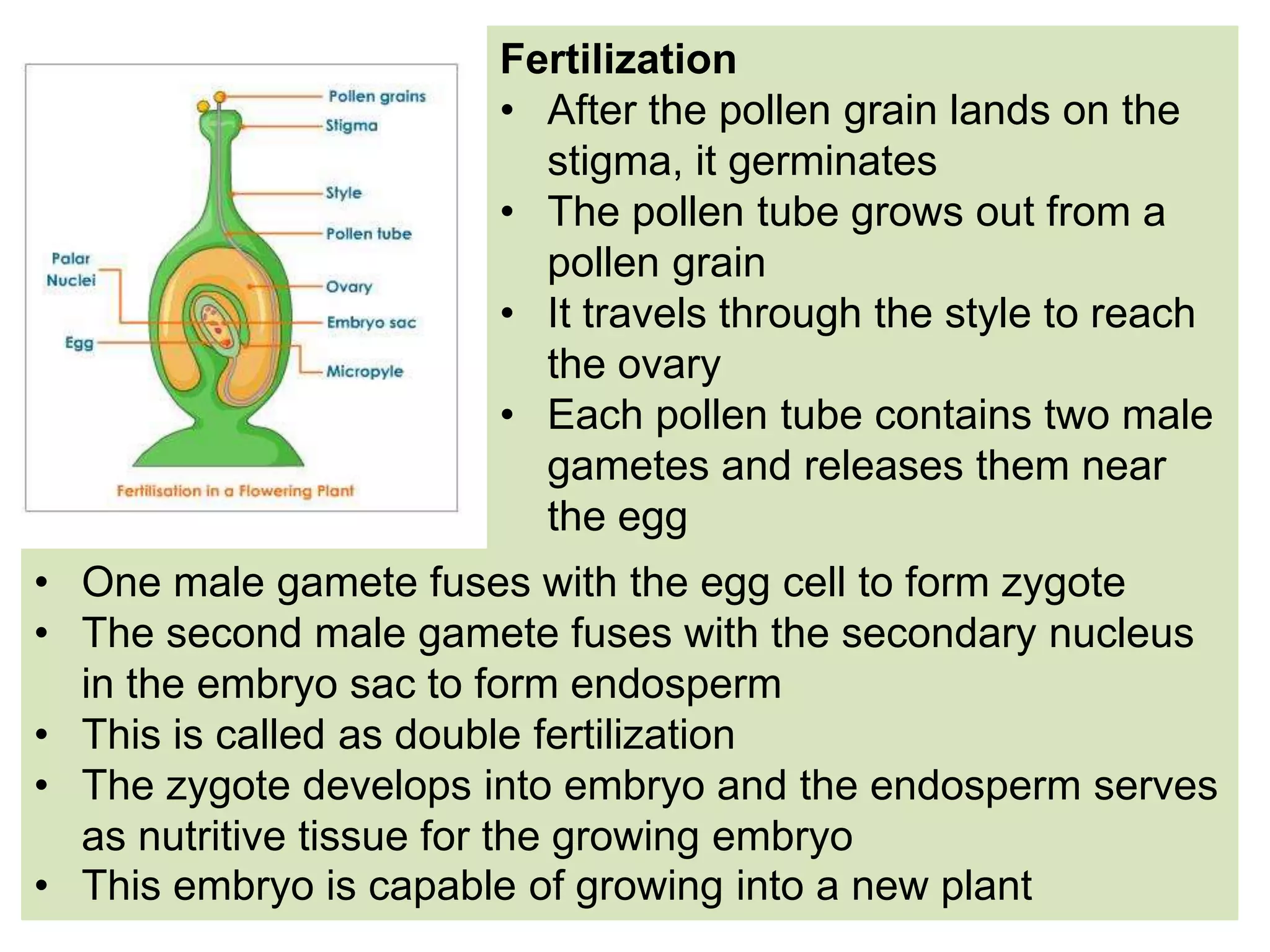 Fertilization
• After the pollen grain lands on the
stigma, it germinates
• The pollen tube grows out from a
pollen grain
• It travels through the style to reach
the ovary
• Each pollen tube contains two male
gametes and releases them near
the egg
• One male gamete fuses with the egg cell to form zygote
• The second male gamete fuses with the secondary nucleus
in the embryo sac to form endosperm
• This is called as double fertilization
• The zygote develops into embryo and the endosperm serves
as nutritive tissue for the growing embryo
• This embryo is capable of growing into a new plant
 