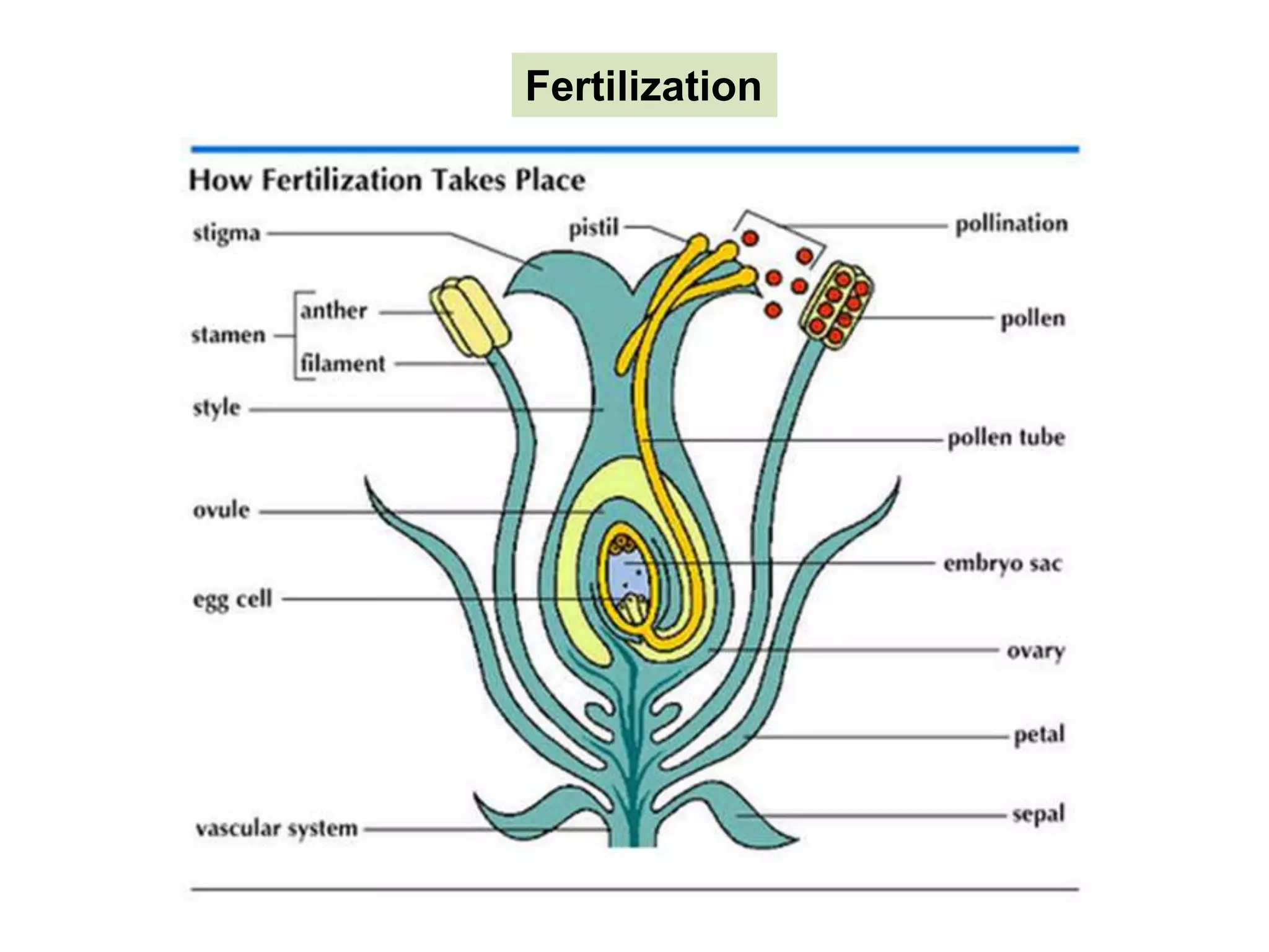 Fertilization
 