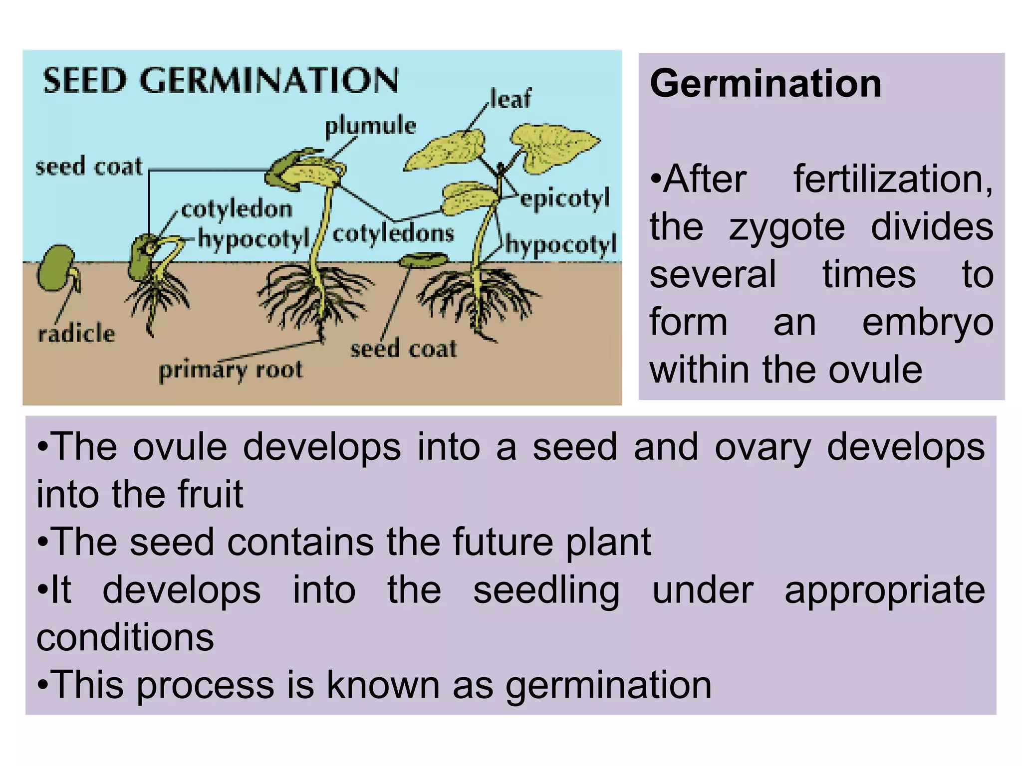 •The ovule develops into a seed and ovary develops
into the fruit
•The seed contains the future plant
•It develops into the seedling under appropriate
conditions
•This process is known as germination
Germination
•After fertilization,
the zygote divides
several times to
form an embryo
within the ovule
 