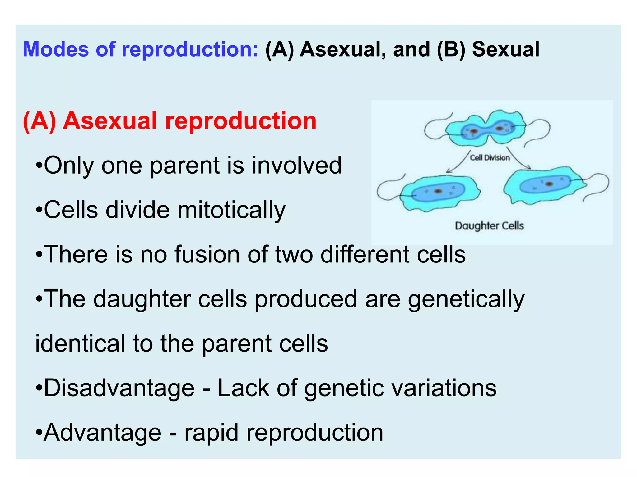 Modes of reproduction: (A) Asexual, and (B) Sexual
(A) Asexual reproduction
•Only one parent is involved
•Cells divide mitotically
•There is no fusion of two different cells
•The daughter cells produced are genetically
identical to the parent cells
•Disadvantage - Lack of genetic variations
•Advantage - rapid reproduction
 
