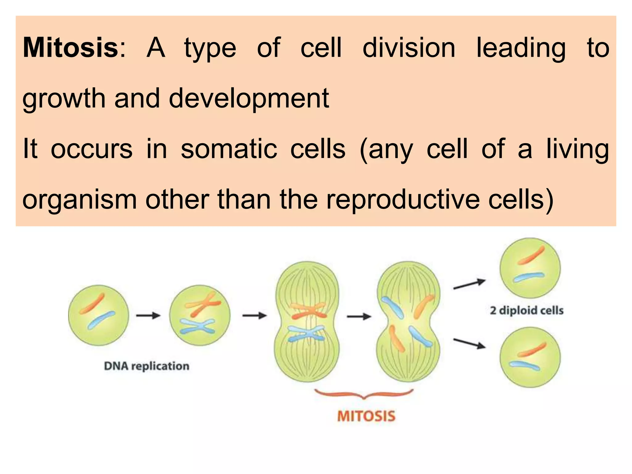 Mitosis: A type of cell division leading to
growth and development
It occurs in somatic cells (any cell of a living
organism other than the reproductive cells)
 