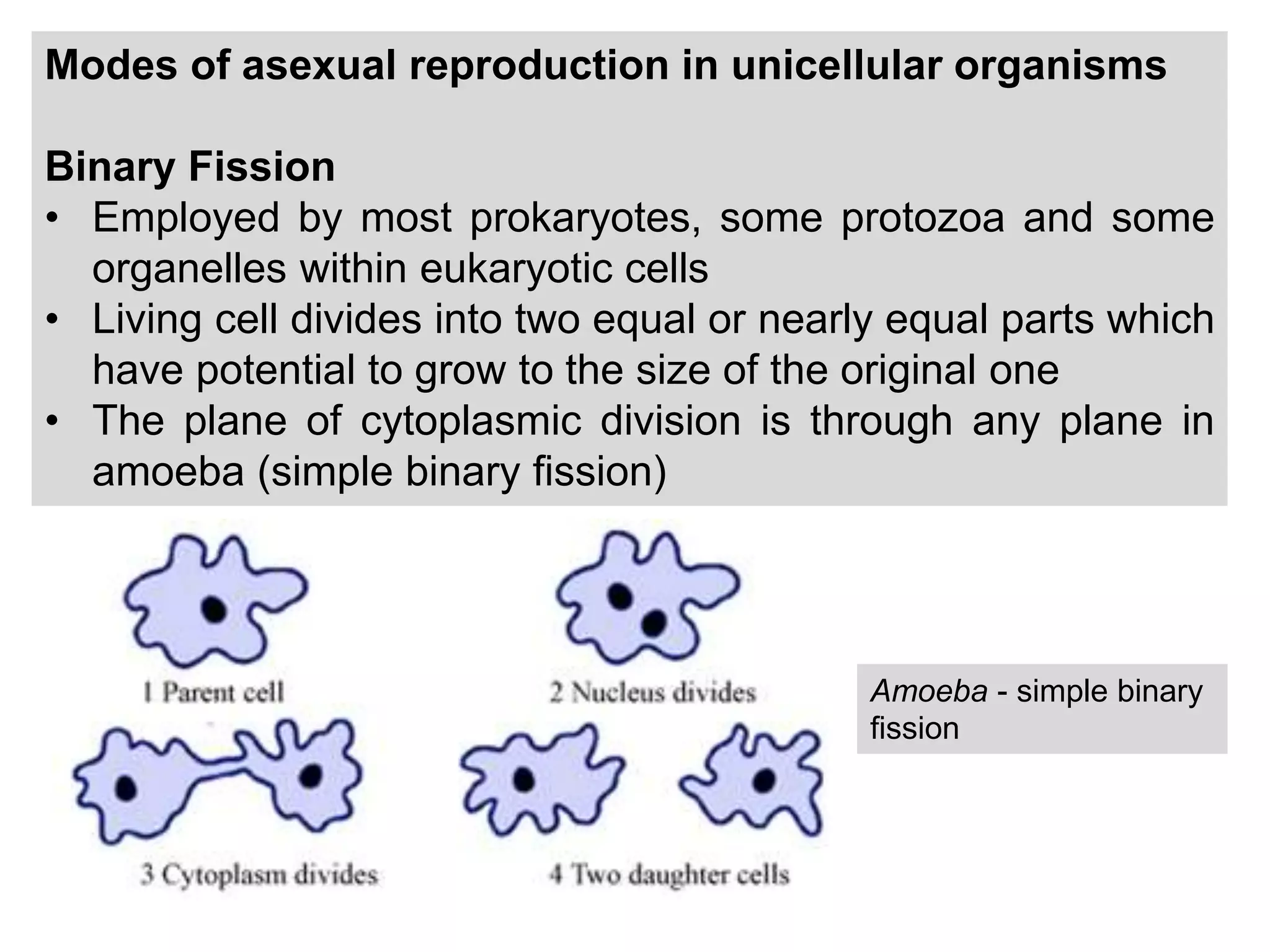 Modes of asexual reproduction in unicellular organisms
Binary Fission
• Employed by most prokaryotes, some protozoa and some
organelles within eukaryotic cells
• Living cell divides into two equal or nearly equal parts which
have potential to grow to the size of the original one
• The plane of cytoplasmic division is through any plane in
amoeba (simple binary ﬁssion)
Amoeba - simple binary
ﬁssion
 