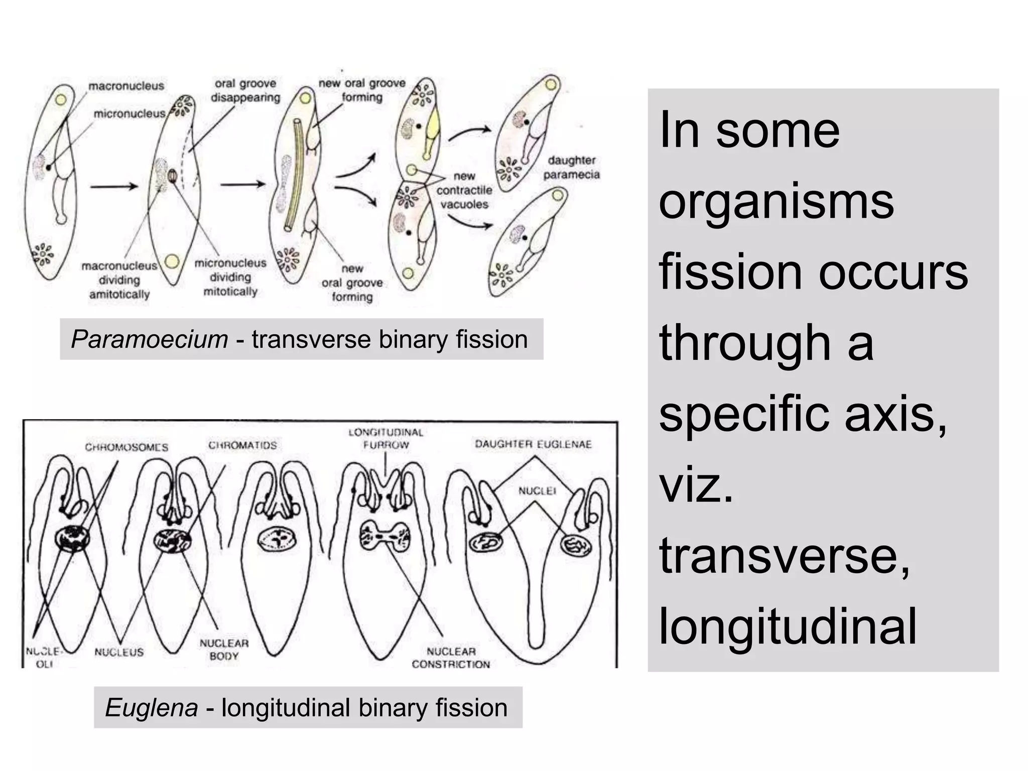 Paramoecium - transverse binary ﬁssion
Euglena - longitudinal binary ﬁssion
In some
organisms
ﬁssion occurs
through a
speciﬁc axis,
viz.
transverse,
longitudinal
 
