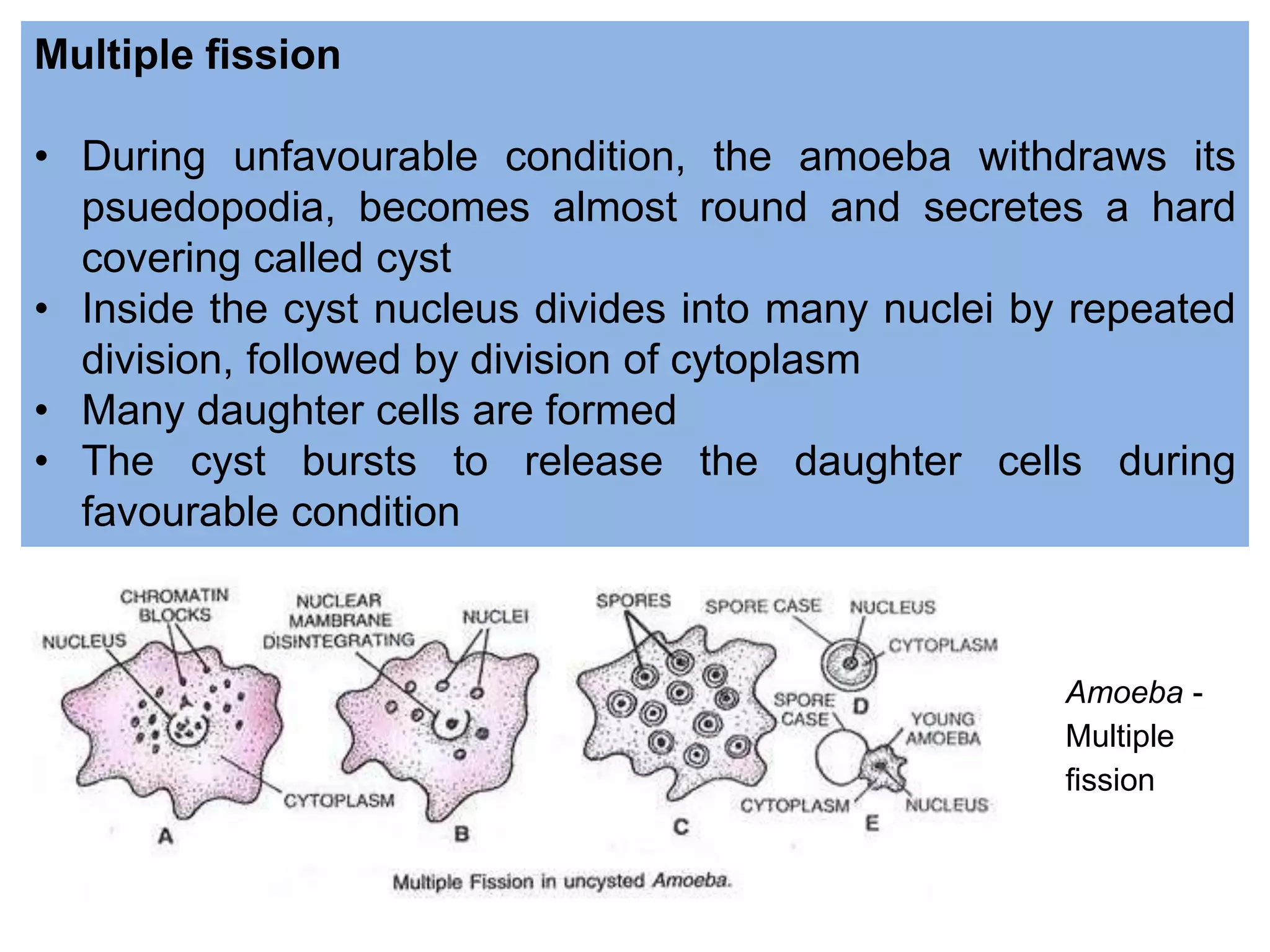 Multiple ﬁssion
• During unfavourable condition, the amoeba withdraws its
psuedopodia, becomes almost round and secretes a hard
covering called cyst
• Inside the cyst nucleus divides into many nuclei by repeated
division, followed by division of cytoplasm
• Many daughter cells are formed
• The cyst bursts to release the daughter cells during
favourable condition
Amoeba -
Multiple
ﬁssion
 