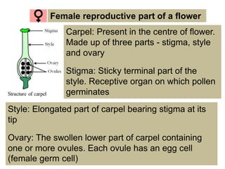 Std10 Ch12-Life-cycle | PPTX