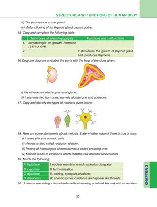 STRUCTURE AND FUNCTIONS OF HUMAN BODY
CHAPTER3
53
iii) The pancreas is a dual gland.
iv) Malfunctioning of the thymus gland causes goitre.
15. Copy and complete the following table:
Hormones of adenohypophysis Functions and malfunctions
1. somatotropic or growth hormone
(STH or GH)
2. It stimulates the growth of thyroid gland
and produces thyroxine
16.Copy the diagram and label the parts with the help of the clues given:
i) It is otherwise called supra renal gland.
ii) It secretes two hormones, namely aldosterone and cortisone.
17. Copy and identify the types of neurons given below:
18. Here are some statements about meiosis. State whether each of them is true or false:
i) It takes place in somatic cells.
ii) Meiosis is also called reduction division.
iii) Pairing of homologous chromosomes is called crossing over.
iv) Meiosis leads to variations which form the raw material for evolution.
19. Match the following:
A. leptotene I. nuclear membrane and nucleolus disappear
B. zygotene II. terminalization
C. diplotene III. pairing, synapsis, bivalents
D. diakinesis IV. chromosomes condense and appear like threads
20. A person was riding a two-wheeler without wearing a helmet. He met with an accident
 
