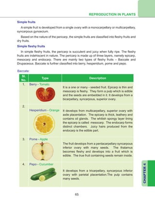 REPRODUCTION IN PLANTS
CHAPTER4
65
Simple fruits
A simple fruit is developed from a single ovary with a monocarpellary or multicarpellary,
syncarpous gynoecium.
Based on the nature of the pericarp, the simple fruits are classified into fleshy fruits and
dry fruits.
Simple fleshy fruits
In simple fleshy fruits, the pericarp is succulent and juicy when fully ripe. The fleshy
fruits are indehiscent in nature. The pericarp is made up of three layers, namely epicarp,
mesocarp and endocarp. There are mainly two types of fleshy fruits – Baccate and
Drupaceous. Baccate is further classified into berry, hesperidium, pome and pepo.
Sl.
No.
Type Description
1. Berry - Tomato
It is a one or many - seeded fruit. Epicarp is thin and
mesocarp is fleshy. They form a pulp which is edible
and the seeds are embedded in it. It develops from a
bicarpellary, syncarpous, superior ovary.
2.
Hesperidium - Orange It develops from ­multicarpellary, superior ovary with
axile ­placentation. The epicarp is thick, leathery and
contains oil glands. The whitish spongy layer lining
the epicarp is called mesocarp. The endocarp forms
distinct chambers. Juicy hairs produced from the
endocarp is the edible part.
3. Pome - Apple
The fruit develops from a ­pentacarpellary syncarpous
­inferior ovary with many seeds. The thalamus
becomes fleshy and develops into a fruit which is
edible. The true fruit containing seeds remain inside.
4. Pepo - Cucumber
It develops from a tricarpellary, syncarpous inferior
ovary with parietal placentation.The pulp contains
many seeds.
Baccate:
 
