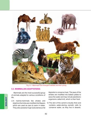 BIOLOGY
82
Fig. 5.1 Mammals from divergent habitats and their young
5.3. MAMMALIAN ADAPTATIONS
Mammals are the most successful group
of animals adapted to various conditions of
life.
i) In marine-mammals like whales and
dolphins the limbs are modified into flippers
which are used as oars to swim in water.
They also possess huge subcutaneous fat
deposits to conserve heat. The jaws of the
whales are modified into baleen plates to
sieve the water and trap minute planktonic
organisms called krill, which is their food.
ii) The skin of the camel is doubly thick and
contains water-storing osmotic cells to
conserve water, as they live in deserts.
 