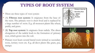 Std 11 biology chapter 05 | PPTX