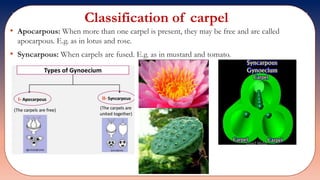 Std 11 biology chapter 05 | PPTX