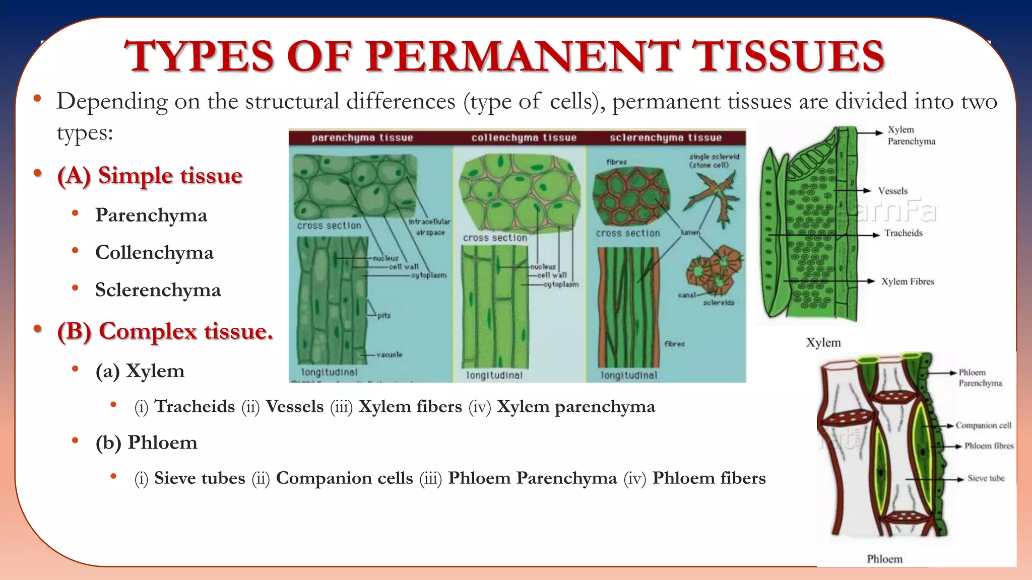 TYPES OF PERMANENT TISSUES
• Depending on the structural differences (type of cells), permanent tissues are divided into two
types:
• (A) Simple tissue
• Parenchyma
• Collenchyma
• Sclerenchyma
• (B) Complex tissue.
• (a) Xylem
• (i) Tracheids (ii) Vessels (iii) Xylem fibers (iv) Xylem parenchyma
• (b) Phloem
• (i) Sieve tubes (ii) Companion cells (iii) Phloem Parenchyma (iv) Phloem fibers
 