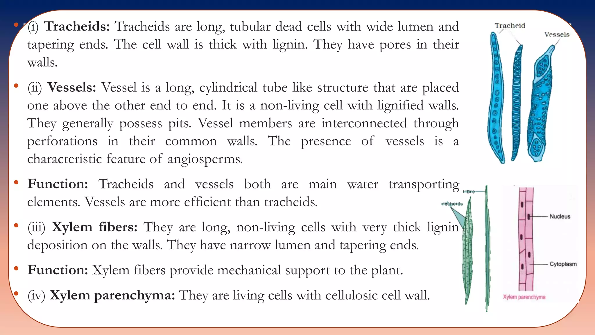 • (i) Tracheids: Tracheids are long, tubular dead cells with wide lumen and
tapering ends. The cell wall is thick with lignin. They have pores in their
walls.
• (ii) Vessels: Vessel is a long, cylindrical tube like structure that are placed
one above the other end to end. It is a non-living cell with lignified walls.
They generally possess pits. Vessel members are interconnected through
perforations in their common walls. The presence of vessels is a
characteristic feature of angiosperms.
• Function: Tracheids and vessels both are main water transporting
elements. Vessels are more efficient than tracheids.
• (iii) Xylem fibers: They are long, non-living cells with very thick lignin
deposition on the walls. They have narrow lumen and tapering ends.
• Function: Xylem fibers provide mechanical support to the plant.
• (iv) Xylem parenchyma: They are living cells with cellulosic cell wall.
 