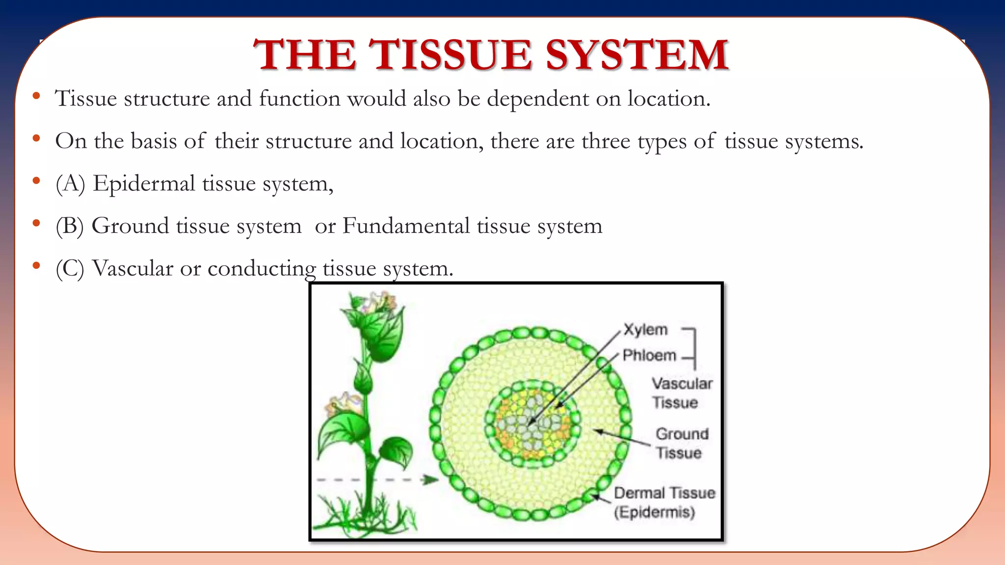 THE TISSUE SYSTEM
• Tissue structure and function would also be dependent on location.
• On the basis of their structure and location, there are three types of tissue systems.
• (A) Epidermal tissue system,
• (B) Ground tissue system or Fundamental tissue system
• (C) Vascular or conducting tissue system.
 