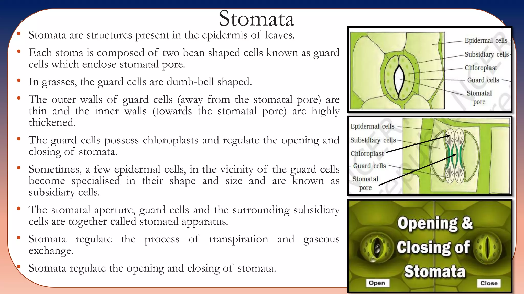 Stomata
• Stomata are structures present in the epidermis of leaves.
• Each stoma is composed of two bean shaped cells known as guard
cells which enclose stomatal pore.
• In grasses, the guard cells are dumb-bell shaped.
• The outer walls of guard cells (away from the stomatal pore) are
thin and the inner walls (towards the stomatal pore) are highly
thickened.
• The guard cells possess chloroplasts and regulate the opening and
closing of stomata.
• Sometimes, a few epidermal cells, in the vicinity of the guard cells
become specialised in their shape and size and are known as
subsidiary cells.
• The stomatal aperture, guard cells and the surrounding subsidiary
cells are together called stomatal apparatus.
• Stomata regulate the process of transpiration and gaseous
exchange.
• Stomata regulate the opening and closing of stomata.
 