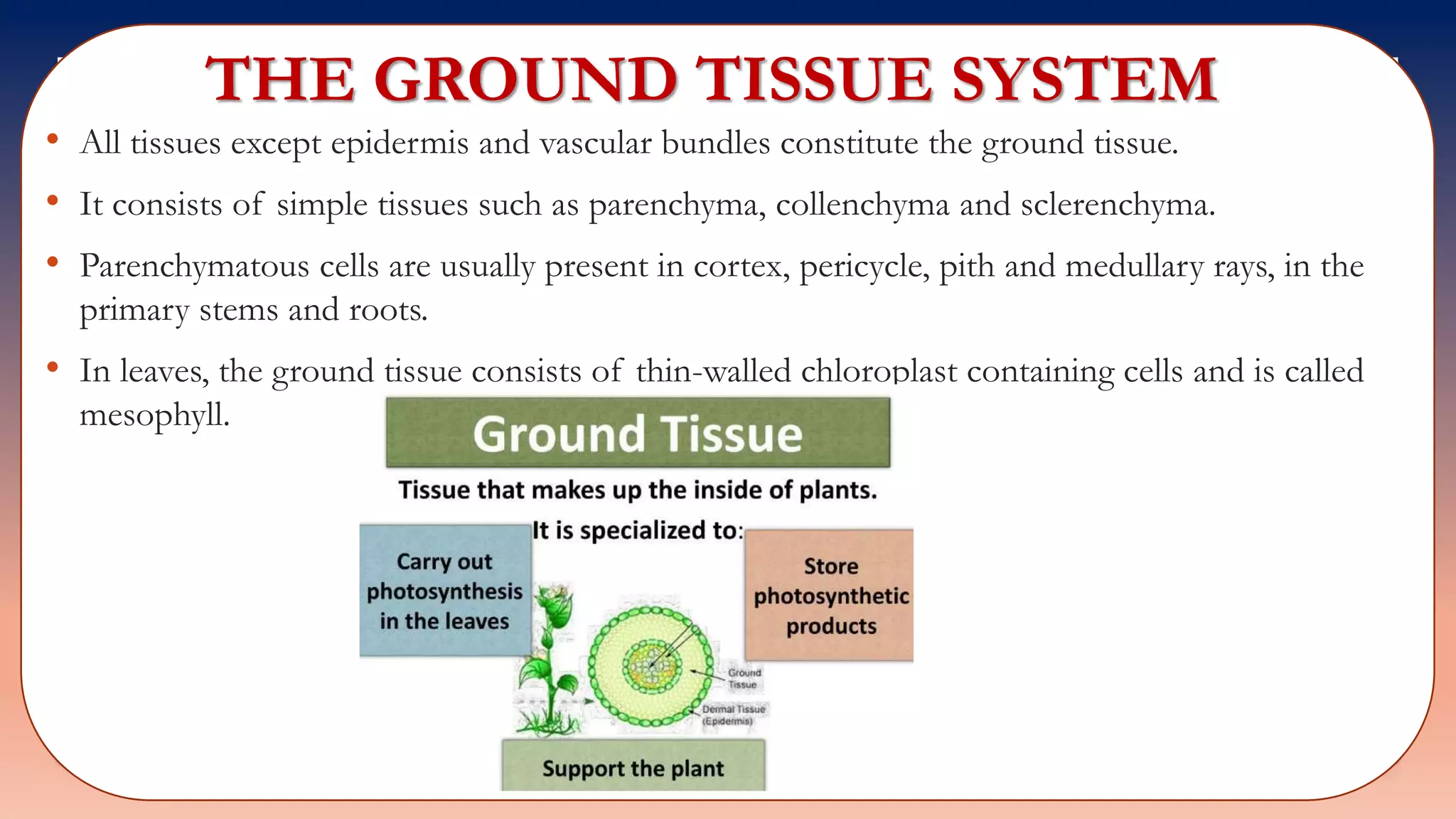 THE GROUND TISSUE SYSTEM
• All tissues except epidermis and vascular bundles constitute the ground tissue.
• It consists of simple tissues such as parenchyma, collenchyma and sclerenchyma.
• Parenchymatous cells are usually present in cortex, pericycle, pith and medullary rays, in the
primary stems and roots.
• In leaves, the ground tissue consists of thin-walled chloroplast containing cells and is called
mesophyll.
 