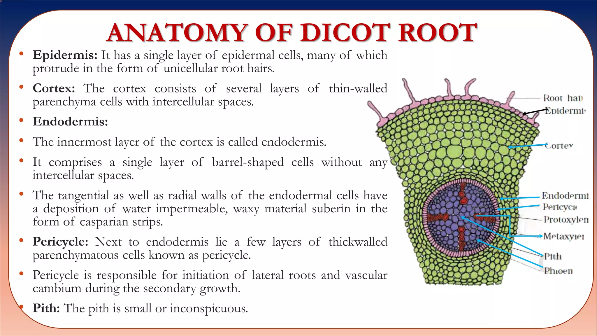 ANATOMY OF DICOT ROOT
• Epidermis: It has a single layer of epidermal cells, many of which
protrude in the form of unicellular root hairs.
• Cortex: The cortex consists of several layers of thin-walled
parenchyma cells with intercellular spaces.
• Endodermis:
• The innermost layer of the cortex is called endodermis.
• It comprises a single layer of barrel-shaped cells without any
intercellular spaces.
• The tangential as well as radial walls of the endodermal cells have
a deposition of water impermeable, waxy material suberin in the
form of casparian strips.
• Pericycle: Next to endodermis lie a few layers of thickwalled
parenchymatous cells known as pericycle.
• Pericycle is responsible for initiation of lateral roots and vascular
cambium during the secondary growth.
• Pith: The pith is small or inconspicuous.
 