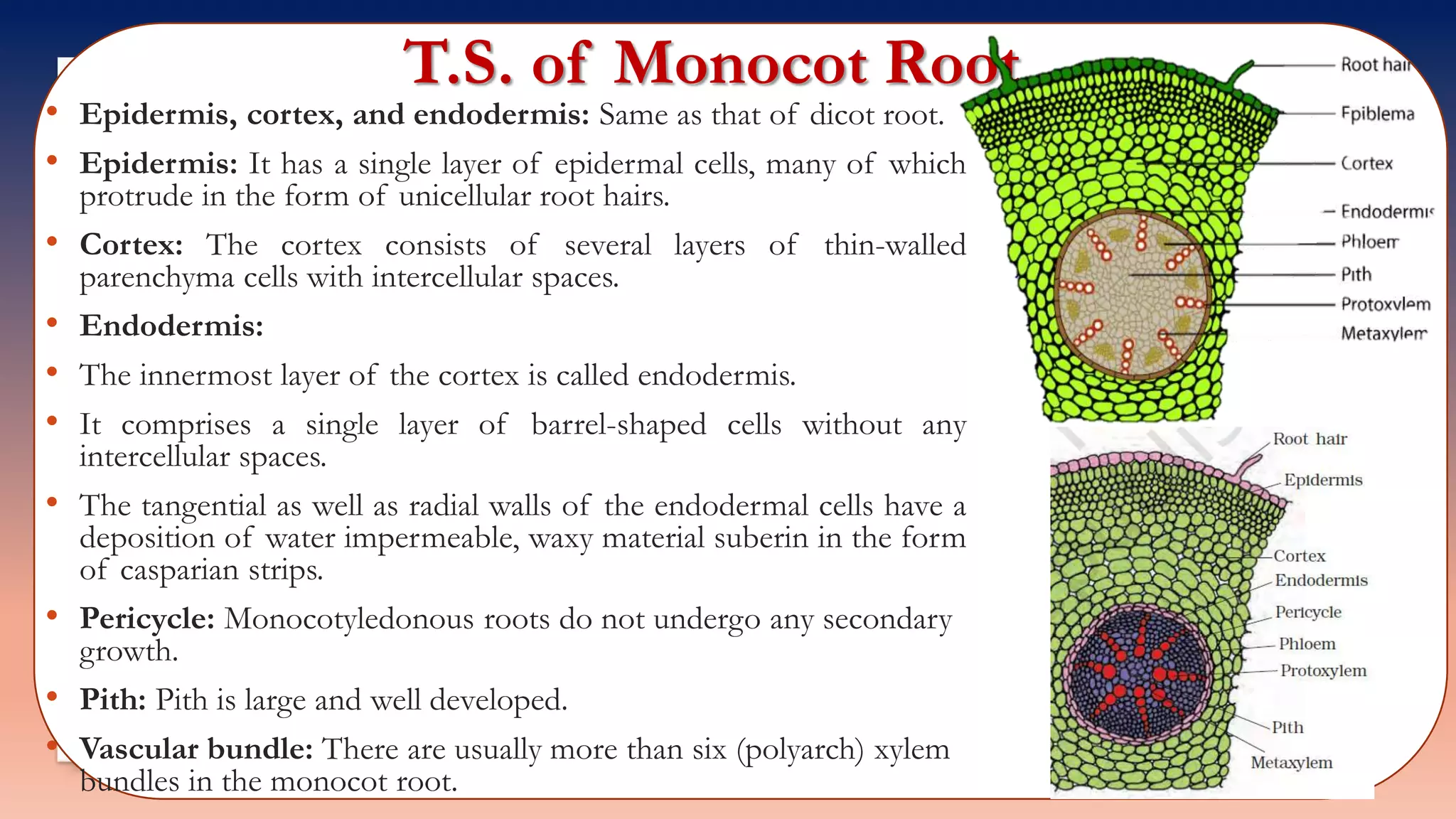 T.S. of Monocot Root
• Epidermis, cortex, and endodermis: Same as that of dicot root.
• Epidermis: It has a single layer of epidermal cells, many of which
protrude in the form of unicellular root hairs.
• Cortex: The cortex consists of several layers of thin-walled
parenchyma cells with intercellular spaces.
• Endodermis:
• The innermost layer of the cortex is called endodermis.
• It comprises a single layer of barrel-shaped cells without any
intercellular spaces.
• The tangential as well as radial walls of the endodermal cells have a
deposition of water impermeable, waxy material suberin in the form
of casparian strips.
• Pericycle: Monocotyledonous roots do not undergo any secondary
growth.
• Pith: Pith is large and well developed.
• Vascular bundle: There are usually more than six (polyarch) xylem
bundles in the monocot root.
 