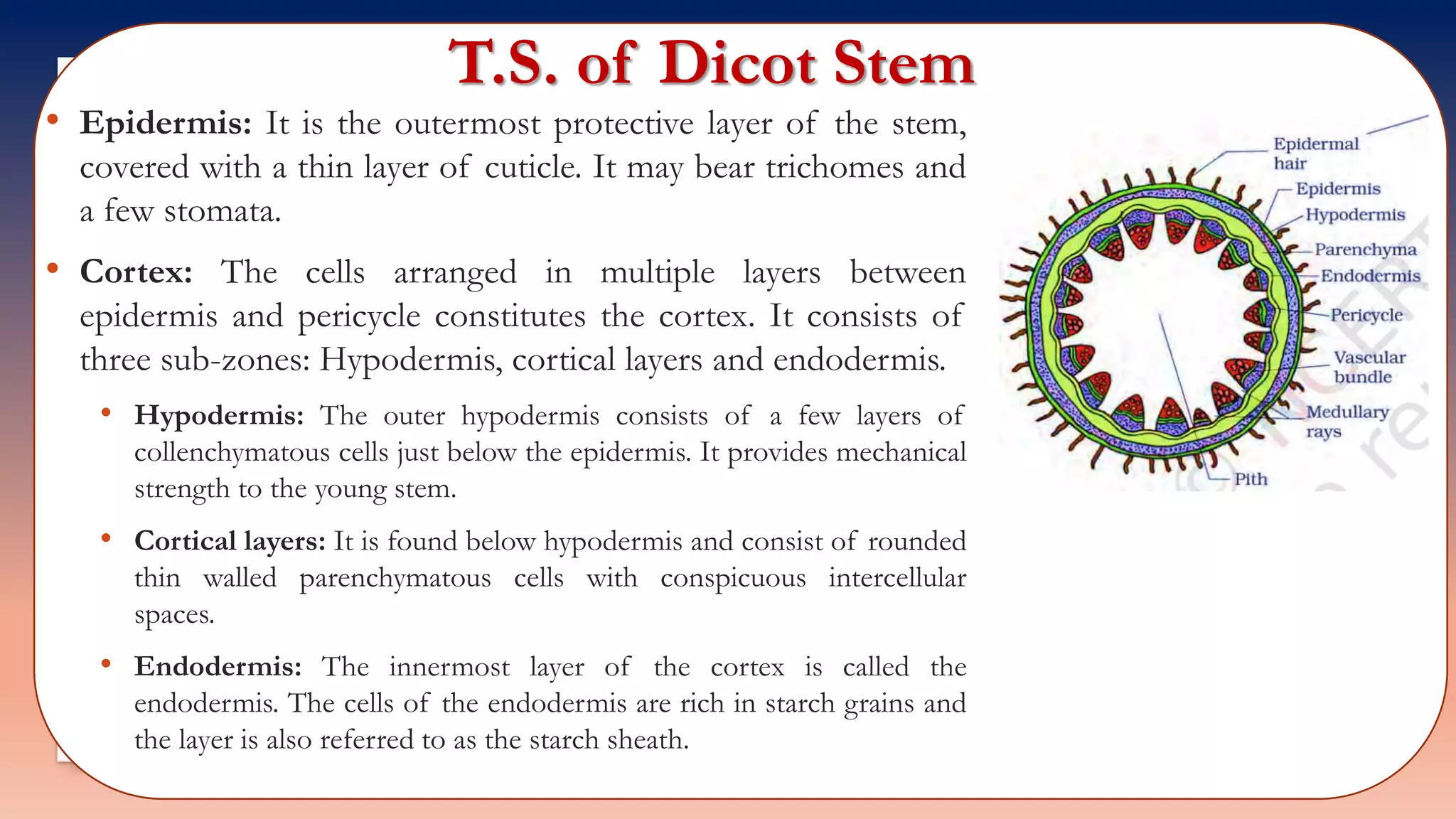 T.S. of Dicot Stem
• Epidermis: It is the outermost protective layer of the stem,
covered with a thin layer of cuticle. It may bear trichomes and
a few stomata.
• Cortex: The cells arranged in multiple layers between
epidermis and pericycle constitutes the cortex. It consists of
three sub-zones: Hypodermis, cortical layers and endodermis.
• Hypodermis: The outer hypodermis consists of a few layers of
collenchymatous cells just below the epidermis. It provides mechanical
strength to the young stem.
• Cortical layers: It is found below hypodermis and consist of rounded
thin walled parenchymatous cells with conspicuous intercellular
spaces.
• Endodermis: The innermost layer of the cortex is called the
endodermis. The cells of the endodermis are rich in starch grains and
the layer is also referred to as the starch sheath.
 