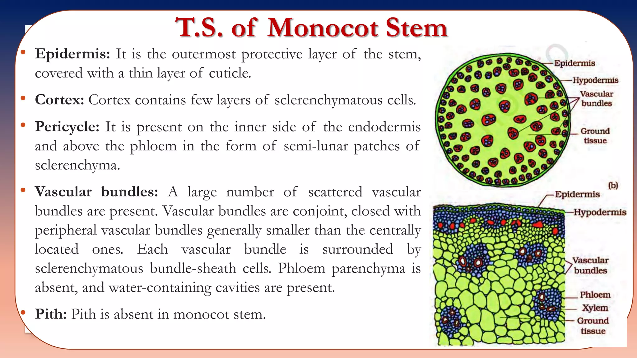 T.S. of Monocot Stem
• Epidermis: It is the outermost protective layer of the stem,
covered with a thin layer of cuticle.
• Cortex: Cortex contains few layers of sclerenchymatous cells.
• Pericycle: It is present on the inner side of the endodermis
and above the phloem in the form of semi-lunar patches of
sclerenchyma.
• Vascular bundles: A large number of scattered vascular
bundles are present. Vascular bundles are conjoint, closed with
peripheral vascular bundles generally smaller than the centrally
located ones. Each vascular bundle is surrounded by
sclerenchymatous bundle-sheath cells. Phloem parenchyma is
absent, and water-containing cavities are present.
• Pith: Pith is absent in monocot stem.
 