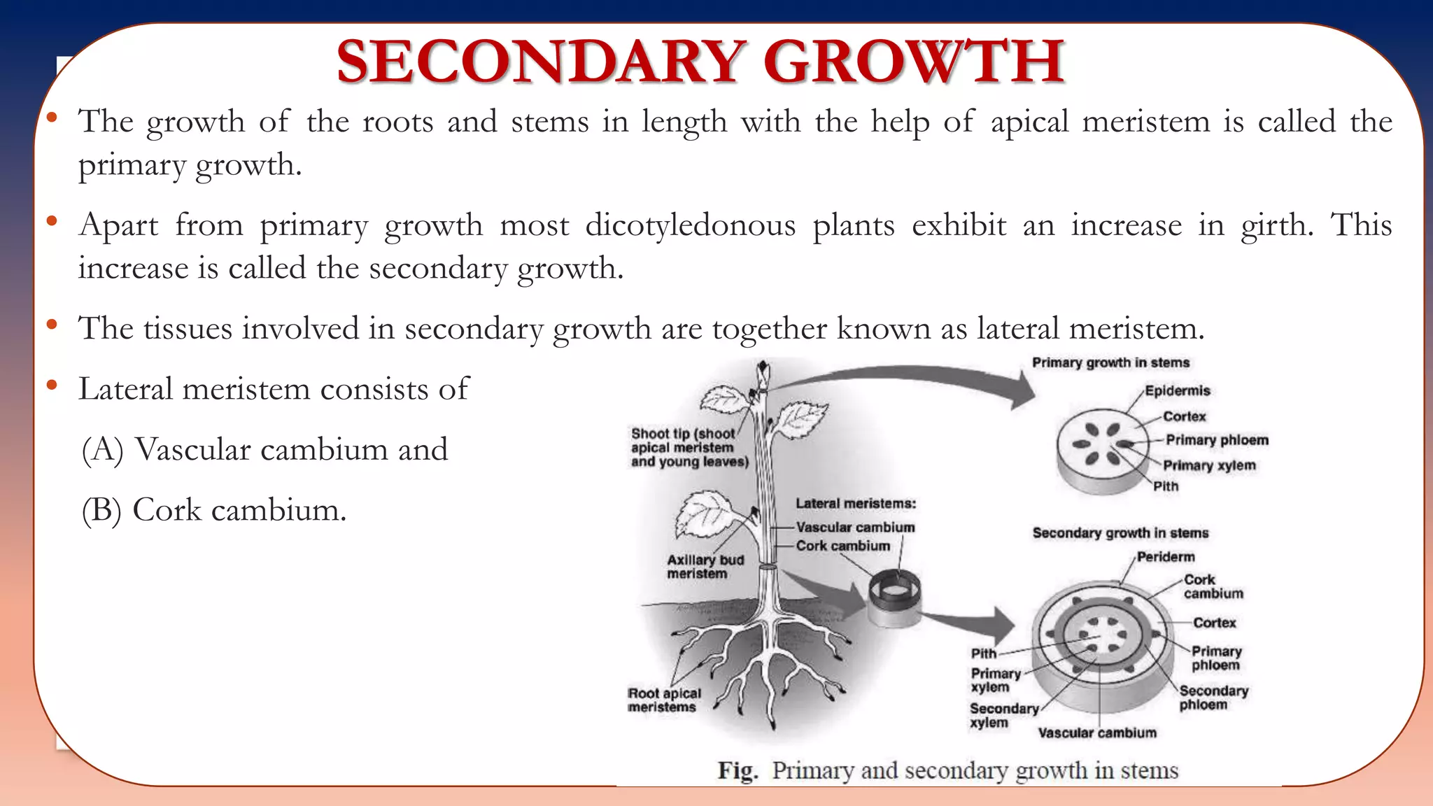 SECONDARY GROWTH
• The growth of the roots and stems in length with the help of apical meristem is called the
primary growth.
• Apart from primary growth most dicotyledonous plants exhibit an increase in girth. This
increase is called the secondary growth.
• The tissues involved in secondary growth are together known as lateral meristem.
• Lateral meristem consists of
(A) Vascular cambium and
(B) Cork cambium.
 