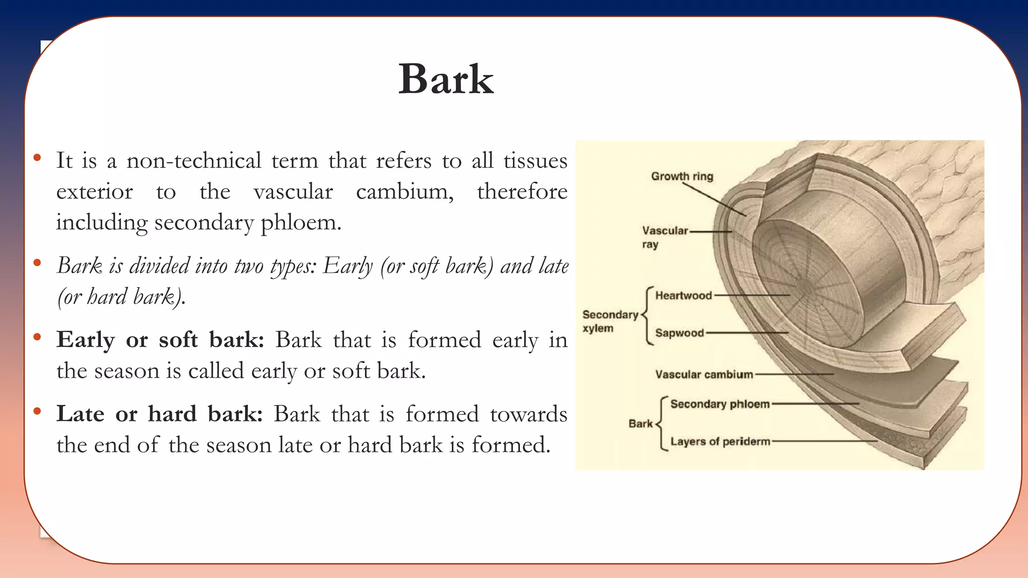 Bark
• It is a non-technical term that refers to all tissues
exterior to the vascular cambium, therefore
including secondary phloem.
• Bark is divided into two types: Early (or soft bark) and late
(or hard bark).
• Early or soft bark: Bark that is formed early in
the season is called early or soft bark.
• Late or hard bark: Bark that is formed towards
the end of the season late or hard bark is formed.
 