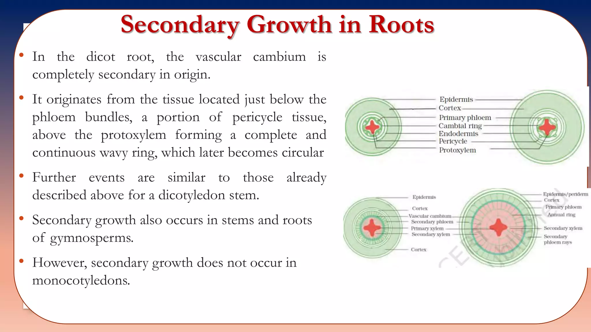 Secondary Growth in Roots
• In the dicot root, the vascular cambium is
completely secondary in origin.
• It originates from the tissue located just below the
phloem bundles, a portion of pericycle tissue,
above the protoxylem forming a complete and
continuous wavy ring, which later becomes circular
• Further events are similar to those already
described above for a dicotyledon stem.
• Secondary growth also occurs in stems and roots
of gymnosperms.
• However, secondary growth does not occur in
monocotyledons.
 