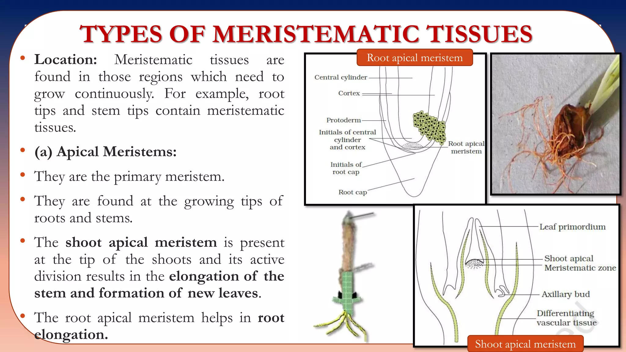 TYPES OF MERISTEMATIC TISSUES
• Location: Meristematic tissues are
found in those regions which need to
grow continuously. For example, root
tips and stem tips contain meristematic
tissues.
• (a) Apical Meristems:
• They are the primary meristem.
• They are found at the growing tips of
roots and stems.
• The shoot apical meristem is present
at the tip of the shoots and its active
division results in the elongation of the
stem and formation of new leaves.
• The root apical meristem helps in root
elongation.
Shoot apical meristem
Root apical meristem
 