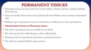 PERMANENT TISSUES
• Permanent tissues are tissues that have lost the ability to divide, and have attained a definite
form and size.
• They are actually derived from newly formed cells from Primary and secondary meristematic
cells.
• Different type of permanent tissues is formed due to differences in their specialization.
• Characteristic features of Permanent tissue:
• The cells of permanent tissues normally do not divide.
• The cells may be thin walled (living) or thick walled (dead).
• Permanent cells are specialized to perform a particular function.
• The cells have attained definite shape and size.
 