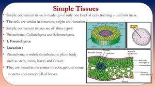 Simple Tissues
• Simple permanent tissue is made up of only one kind of cells forming a uniform mass.
• The cells are similar in structure, origin and function.
• Simple permanent tissues are of three types:
• Parenchyma, Collenchyma and Sclerenchyma.
• 1. Parenchyma:
• Location :
• Parenchyma is widely distributed in plant body
such as stem, roots, leaves and flower.
• They are found in the cortex of root, ground tissue
in stems and mesophyll of leaves.
 