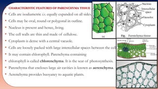 • CHARACTERISTIC FEATURES OF PARENCHYMA TISSUE
• Cells are isodiametric i.e. equally expanded on all sides.
• Cells may be oval, round or polygonal in outline.
• Nucleus is present and hence, living.
• The cell walls are thin and made of cellulose.
• Cytoplasm is dense with a central vacuole.
• Cells are loosely packed with large intercellular spaces between the cells.
• It may contain chlorophyll. Parenchyma containing
• chlorophyll is called chlorenchyma. It is the seat of photosynthesis.
• Parenchyma that encloses large air cavities is known as aerenchyma.
• Aerenchyma provides buoyancy to aquatic plants.
 