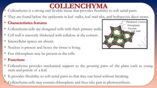 COLLENCHYMA• Collenchyma is a strong and flexible tissue that provides flexibility to soft aerial parts.
• They are found below the epidermis in leaf stalks, leaf mid-ribs, and herbaceous dicot stems.
• Characteristics features
• Collenchyma cells are elongated cells with thick primary walls.
• Cell wall is unevenly thickened with cellulose at the corners.
• Intercellular spaces are absent.
• Nucleus is present and hence the tissue is living.
• Few chloroplasts may be present in the cells.
• Functions
• Collenchyma provides mechanical support to the growing parts of the plant such as young
stem and petiole of a leaf.
• It provides flexibility to soft aerial parts so that they can bend without breaking.
• Collenchyma cells may contain chloroplasts and thus take part in photosynthesis.
 