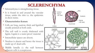SCLERENCHYMA
• Sclerenchyma is strengthening tissue.
• It is found in and around the vascular
tissue, under the skin i.e. the epidermis
in dicot stems.
• Characteristics feature
• Cells are long, narrow, thick and lignified
usually pointed at both ends.
• The cell wall is evenly thickened with
lignin. Lignin is a water proof material.
• Intercellular spaces are absent.
• Nucleus is absent and hence the tissue is
made up of dead cells.
• Middle lamella i.e. the wall between
adjacent cells is conspicuous.
 