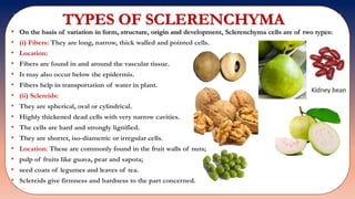 TYPES OF SCLERENCHYMA
• On the basis of variation in form, structure, origin and development, Sclerenchyma cells are of two types:
• (i) Fibers: They are long, narrow, thick walled and pointed cells.
• Location:
• Fibers are found in and around the vascular tissue.
• It may also occur below the epidermis.
• Fibers help in transportation of water in plant.
• (ii) Sclereids:
• They are spherical, oval or cylindrical.
• Highly thickened dead cells with very narrow cavities.
• The cells are hard and strongly lignified.
• They are shorter, iso-diametric or irregular cells.
• Location: These are commonly found in the fruit walls of nuts;
• pulp of fruits like guava, pear and sapota;
• seed coats of legumes and leaves of tea.
• Sclereids give firmness and hardness to the part concerned.
 