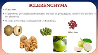 SCLERENCHYMA
• Functions
• Sclerenchyma gives mechanical support to the plant by giving rigidity, flexibility and elasticity to
the plant body.
• It forms a protective covering around seeds and nuts.
 