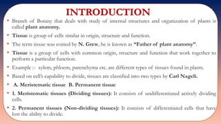 INTRODUCTION
• Branch of Botany that deals with study of internal structures and organization of plants is
called plant anatomy.
• Tissue is group of cells similar in origin, structure and function.
• The term tissue was coined by N. Grew, he is known as “Father of plant anatomy”.
• Tissue is a group of cells with common origin, structure and function that work together to
perform a particular function.
• Example :- xylem, phloem, parenchyma etc. are different types of tissues found in plants.
• Based on cell’s capability to divide, tissues are classified into two types by Carl Nageli.
• A. Meristematic tissue B. Permanent tissue
• 1. Meristematic tissues (Dividing tissues): It consists of undifferentiated actively dividing
cells.
• 2. Permanent tissues (Non-dividing tissues): It consists of differentiated cells that have
lost the ability to divide.
 