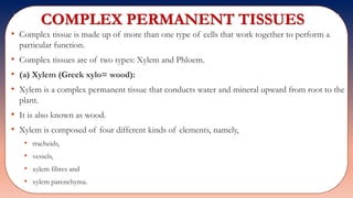 COMPLEX PERMANENT TISSUES
• Complex tissue is made up of more than one type of cells that work together to perform a
particular function.
• Complex tissues are of two types: Xylem and Phloem.
• (a) Xylem (Greek xylo= wood):
• Xylem is a complex permanent tissue that conducts water and mineral upward from root to the
plant.
• It is also known as wood.
• Xylem is composed of four different kinds of elements, namely,
• tracheids,
• vessels,
• xylem fibres and
• xylem parenchyma.
 