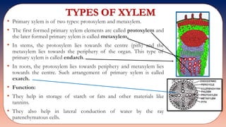 TYPES OF XYLEM
• Primary xylem is of two types: protoxylem and metaxylem.
• The first formed primary xylem elements are called protoxylem and
the later formed primary xylem is called metaxylem.
• In stems, the protoxylem lies towards the centre (pith) and the
metaxylem lies towards the periphery of the organ. This type of
primary xylem is called endarch.
• In roots, the protoxylem lies towards periphery and metaxylem lies
towards the centre. Such arrangement of primary xylem is called
exarch.
• Function:
• They help in storage of starch or fats and other materials like
tannins.
• They also help in lateral conduction of water by the ray
parenchymatous cells.
 