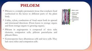 PHLOEM
• Phloem is a complex permanent tissue that conducts food
synthesized in the leaves to different parts of the plant
body.
• Unlike, xylem, conduction of food occur both in upward
and downward directions (From leaves to storage organs
and from storage organs to growing organs).
• Phloem in angiosperms is composed of sieve tube
elements, companion cells, phloem parenchyma and
phloem fibres.
• Gymnosperms have albuminous cells and sieve cells. They
lack sieve tubes and companion cells.
 