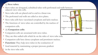 • (i) Sieve tubes:
• Sieve tubes are elongated, cylindrical tubes with perforated end walls between
adjacent sieve tube cells.
• Sieve tube cells are placed end to end in a linear row.
• The perforated end walls are called as sieve plates.
• Sieve tube cells have vacuolated cytoplasm and lacks nucleus.
• The functions of sieve tubes are controlled by the nucleus of
companion cells.
• (ii) Companion cells:
• Companion cells are associated with sieve tubes.
• They are thin walled cells which lie on the sides of sieve tube cells.
• Companion cells have dense cytoplasm and prominent nucleus.
• Functions: They help sieve tubes in the conduction of
• food material by maintaining a proper pressure gradient
• in the sieve tube cells.
 