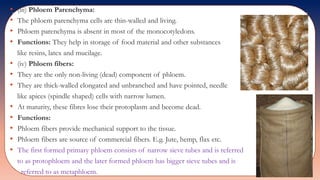 • (iii) Phloem Parenchyma:
• The phloem parenchyma cells are thin-walled and living.
• Phloem parenchyma is absent in most of the monocotyledons.
• Functions: They help in storage of food material and other substances
like resins, latex and mucilage.
• (iv) Phloem fibers:
• They are the only non-living (dead) component of phloem.
• They are thick-walled elongated and unbranched and have pointed, needle
like apices (spindle shaped) cells with narrow lumen.
• At maturity, these fibres lose their protoplasm and become dead.
• Functions:
• Phloem fibers provide mechanical support to the tissue.
• Phloem fibers are source of commercial fibers. E.g. Jute, hemp, flax etc.
• The first formed primary phloem consists of narrow sieve tubes and is referred
to as protophloem and the later formed phloem has bigger sieve tubes and is
referred to as metaphloem.
 