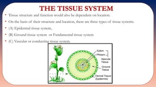 THE TISSUE SYSTEM
• Tissue structure and function would also be dependent on location.
• On the basis of their structure and location, there are three types of tissue systems.
• (A) Epidermal tissue system,
• (B) Ground tissue system or Fundamental tissue system
• (C) Vascular or conducting tissue system.
 