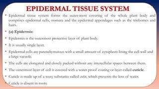 EPIDERMAL TISSUE SYSTEM
• Epidermal tissue system forms the outer-most covering of the whole plant body and
comprises epidermal cells, stomata and the epidermal appendages such as the trichomes and
hairs.
• (a) Epidermis:
• Epidermis is the outermost protective layer of plant body.
• It is usually single layer.
• Epidermal cells are parenchymatous with a small amount of cytoplasm lining the cell wall and
a large vacuole.
• The cells are elongated and closely packed without any intercellular spaces between them.
• The outermost layer of cell is covered with a water proof coating or layer called cuticle.
• Cuticle is made up of a waxy substance called cutin, which prevents the loss of water.
• Cuticle is absent in roots.
 