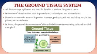 THE GROUND TISSUE SYSTEM
• All tissues except epidermis and vascular bundles constitute the ground tissue.
• It consists of simple tissues such as parenchyma, collenchyma and sclerenchyma.
• Parenchymatous cells are usually present in cortex, pericycle, pith and medullary rays, in the
primary stems and roots.
• In leaves, the ground tissue consists of thin-walled chloroplast containing cells and is called
mesophyll.
 