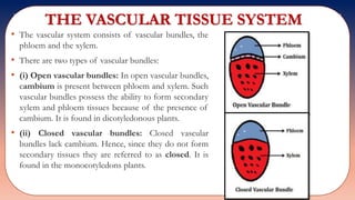 THE VASCULAR TISSUE SYSTEM
• The vascular system consists of vascular bundles, the
phloem and the xylem.
• There are two types of vascular bundles:
• (i) Open vascular bundles: In open vascular bundles,
cambium is present between phloem and xylem. Such
vascular bundles possess the ability to form secondary
xylem and phloem tissues because of the presence of
cambium. It is found in dicotyledonous plants.
• (ii) Closed vascular bundles: Closed vascular
bundles lack cambium. Hence, since they do not form
secondary tissues they are referred to as closed. It is
found in the monocotyledons plants.
 