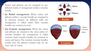 • Xylem and phloem can be arranged in two
different kinds of arrangement within a vascular
bundle.
• (i) Radial arrangement: When xylem and
phloem within a vascular bundle are arranged in
an alternate manner on different radii, the
arrangement is called radial. Such vascular
bundles are common in roots.
• (ii) Conjoint arrangement: When the xylem
and phloem are situated at the same radius of
vascular bundles, the arrangement is called
conjoint. Such vascular bundles are common in
stems and leaves. The conjoint vascular bundles
usually have the phloem located only on the
outer side of xylem.
Radial
Conjoint
 