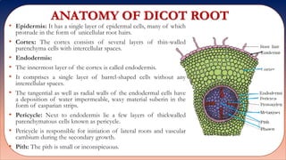ANATOMY OF DICOT ROOT
• Epidermis: It has a single layer of epidermal cells, many of which
protrude in the form of unicellular root hairs.
• Cortex: The cortex consists of several layers of thin-walled
parenchyma cells with intercellular spaces.
• Endodermis:
• The innermost layer of the cortex is called endodermis.
• It comprises a single layer of barrel-shaped cells without any
intercellular spaces.
• The tangential as well as radial walls of the endodermal cells have
a deposition of water impermeable, waxy material suberin in the
form of casparian strips.
• Pericycle: Next to endodermis lie a few layers of thickwalled
parenchymatous cells known as pericycle.
• Pericycle is responsible for initiation of lateral roots and vascular
cambium during the secondary growth.
• Pith: The pith is small or inconspicuous.
 