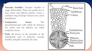 • Vascular bundles: Vascular bundles is
single (Monoarch). There are usually two to
four xylem and phloem patches. Later, a
cambium ring develops between the xylem
and phloem.
• Conjunctive tissue: The
parenchymatousm cells which lie between
the xylem and the phloem are called
conjuctive tissue.
• Stele: All tissues on the innerside of the
endodermis such as pericycle, vascular
bundles and pith constitute the stele.
 