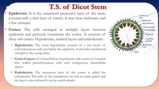 T.S. of Dicot Stem
• Epidermis: It is the outermost protective layer of the stem,
covered with a thin layer of cuticle. It may bear trichomes and
a few stomata.
• Cortex: The cells arranged in multiple layers between
epidermis and pericycle constitutes the cortex. It consists of
three sub-zones: Hypodermis, cortical layers and endodermis.
• Hypodermis: The outer hypodermis consists of a few layers of
collenchymatous cells just below the epidermis. It provides mechanical
strength to the young stem.
• Cortical layers: It is found below hypodermis and consist of rounded
thin walled parenchymatous cells with conspicuous intercellular
spaces.
• Endodermis: The innermost layer of the cortex is called the
endodermis. The cells of the endodermis are rich in starch grains and
the layer is also referred to as the starch sheath.
 